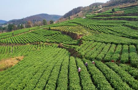 春意盎然：探索贵州金沙的春茶之美