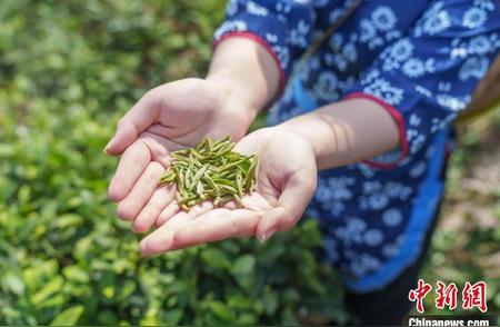 秦巴茶区转型记：从春季采摘到全年丰收的历程