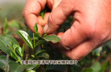 揭秘「明前茶」的独特起源：龙井茶的专属美誉