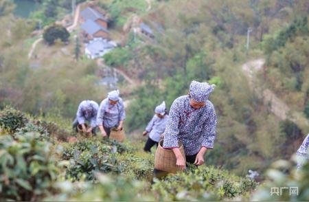 江西春茶季：正是采摘好时光，茶香四溢助力地方发展