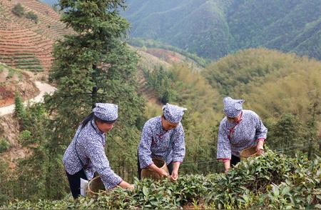 江西彭泽春季采茶季：正是时候采摘新鲜茶叶