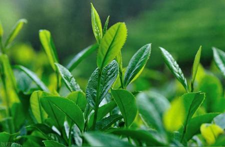 药物与茶叶混合：是降低效果还是安全误区？