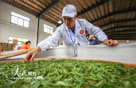 茶艺竞技在贵州毕节的太极村