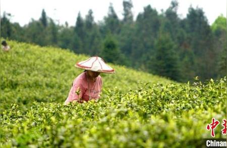 贵州沿河地区：白叶一号茶叶的种植奇迹