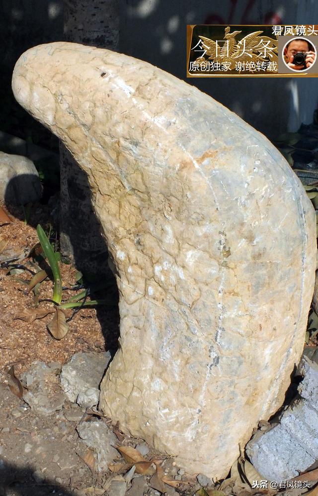 湖北宜昌：三峡奇石像牛角，农民将它摆放在桂花树下；价值几何？