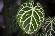 探索水晶植物的神秘之美：为何它值得这个名字？
