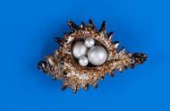 探寻海水珍珠价值之谜：为何它比淡水珍珠更珍贵？