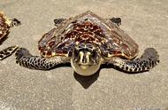 一分钟速览：毒龟玳瑁的奥秘