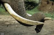 探索大象象牙的魅力：为何有人如此喜爱？