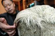 辽宁男子神秘发现：长白发的魔石半年竟增长2cm！