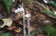 揭秘贵州铜仁珍稀植物——水晶兰