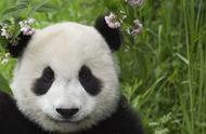 探索大熊猫的历史渊源：揭秘其古老的别名‘貔貅’