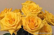 解读黄玫瑰系列花语：爱与承诺的象征