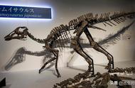 揭秘日本最新发现的恐龙化石：一场科学盛宴