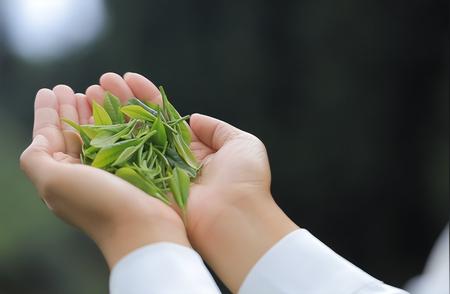 探索中国茶文化的神秘面纱