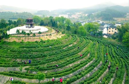 武汉茶乡的繁荣之路：茶叶引领绿水青山致富梦