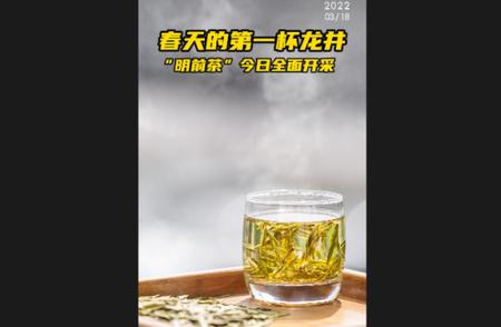 春分尝鲜，今年第一杯龙井茶已开采