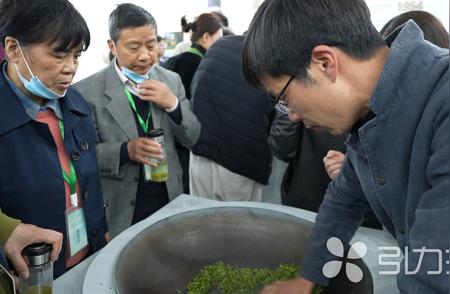 碧螺春原产地考察活动盛大开幕，探寻中国绿茶品牌的香韵与文化