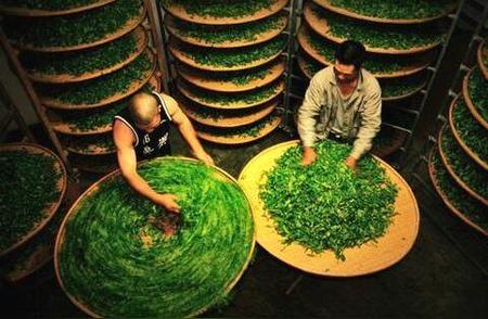 1. 绿色食品乌龙茶：从田园到茶杯的生产艺术