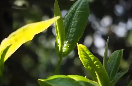 千年茶艺：煎茶、点茶到泡茶的演变之路