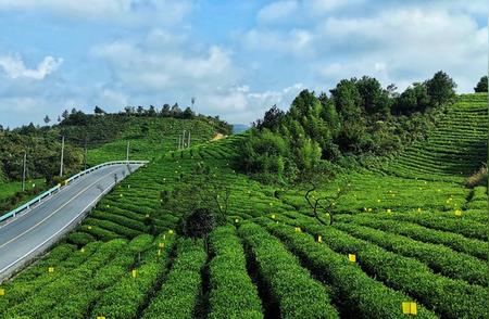 都匀毛尖茶：独特之处一览