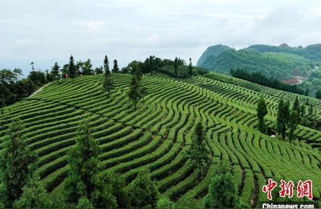 四川纳溪：夏季茶叶丰收，采摘正当其时