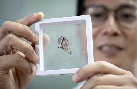 中国科学家重大发现：揭秘最南端暴龙超科化石之谜