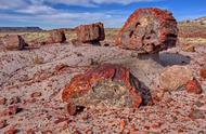世界最大的色彩丰富的植物化石：来自美国森林化石国家公园的硅化木化石揭秘