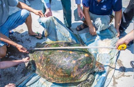 重达百斤巨龟获新生纪实：被误养至东方养殖场背后的生命拯救行动
