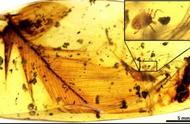 揭秘：英国团队在琥珀中发现一亿年前寄生恐龙的吸血蜱
