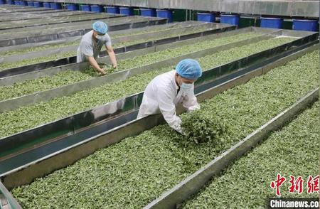 广西三江：侗乡夏茶飘香，繁忙加工季来临