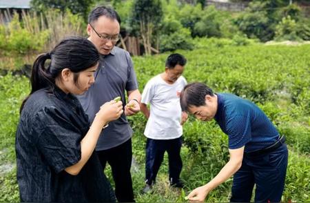 湘西州秋茶生产遭遇灾难，专家提出应对策略