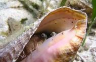 加勒比海域的珍宝危机：凤凰螺遭遇掠夺