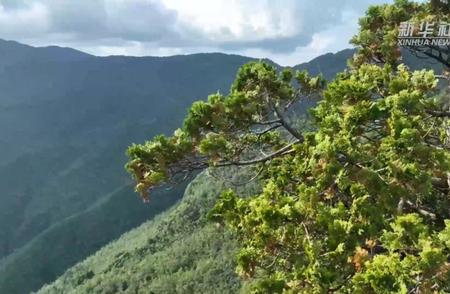 崖柏逆袭成功：国际生物多样性日的奇迹