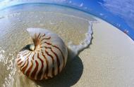 地球上最古老的海洋动物揭秘：鹦鹉螺的起源与演化