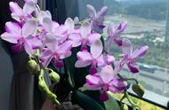 紫水晶蝴蝶兰：美丽与易养的完美结合