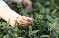 第七届中国茶叶进出口贸易年会盛大开幕