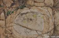 山西陵川发现神秘年轮砂石，揭秘硅化木之谜