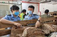 黄埔海关罚没古生物化石硅化木：12吨的移交