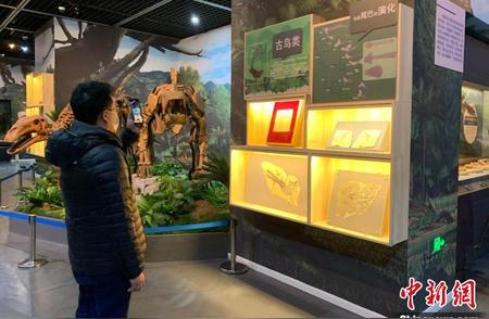 辽博展出国宝级古生物化石，重现中生代生活场景