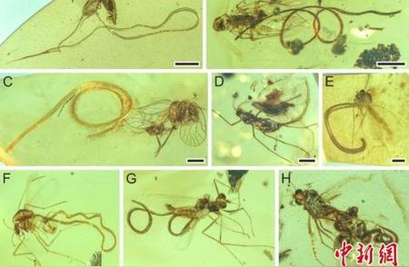 约1亿年前琥珀中的线虫寄生行为演化揭秘