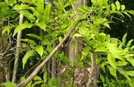 黄花梨：千年历史的珍贵木材，为何无法进行移植栽培？