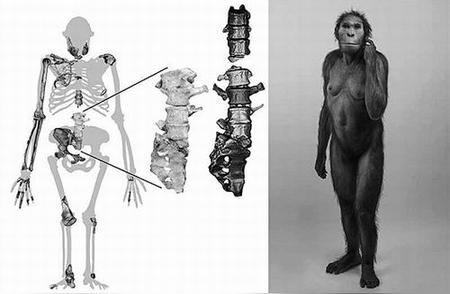科学家揭示最完整的古人类脊椎化石秘密