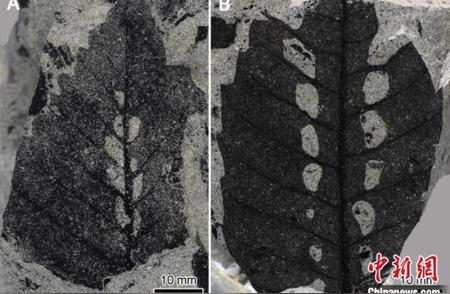 云南学者揭秘2.5亿年前化石中的植物“睡眠”起源