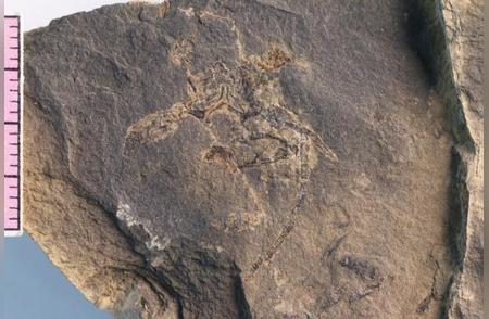 贵州的神秘化石宝库：2.5亿年前的新发现