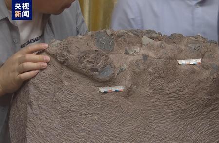 上杭县福建首次现恐龙蛋化石
