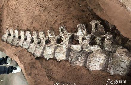全球罕见！江西首次发现巨型恐龙化石，体长超过15米