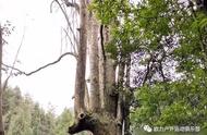 珍贵的千年金丝楠木被盗，真相令人震惊！