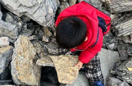 山东5岁男孩意外发现5亿年前古生物化石，网友热议考古魅力