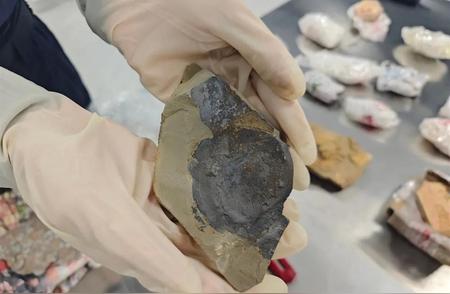 厦门海关查获28块古生物化石，部分比恐龙更古老！